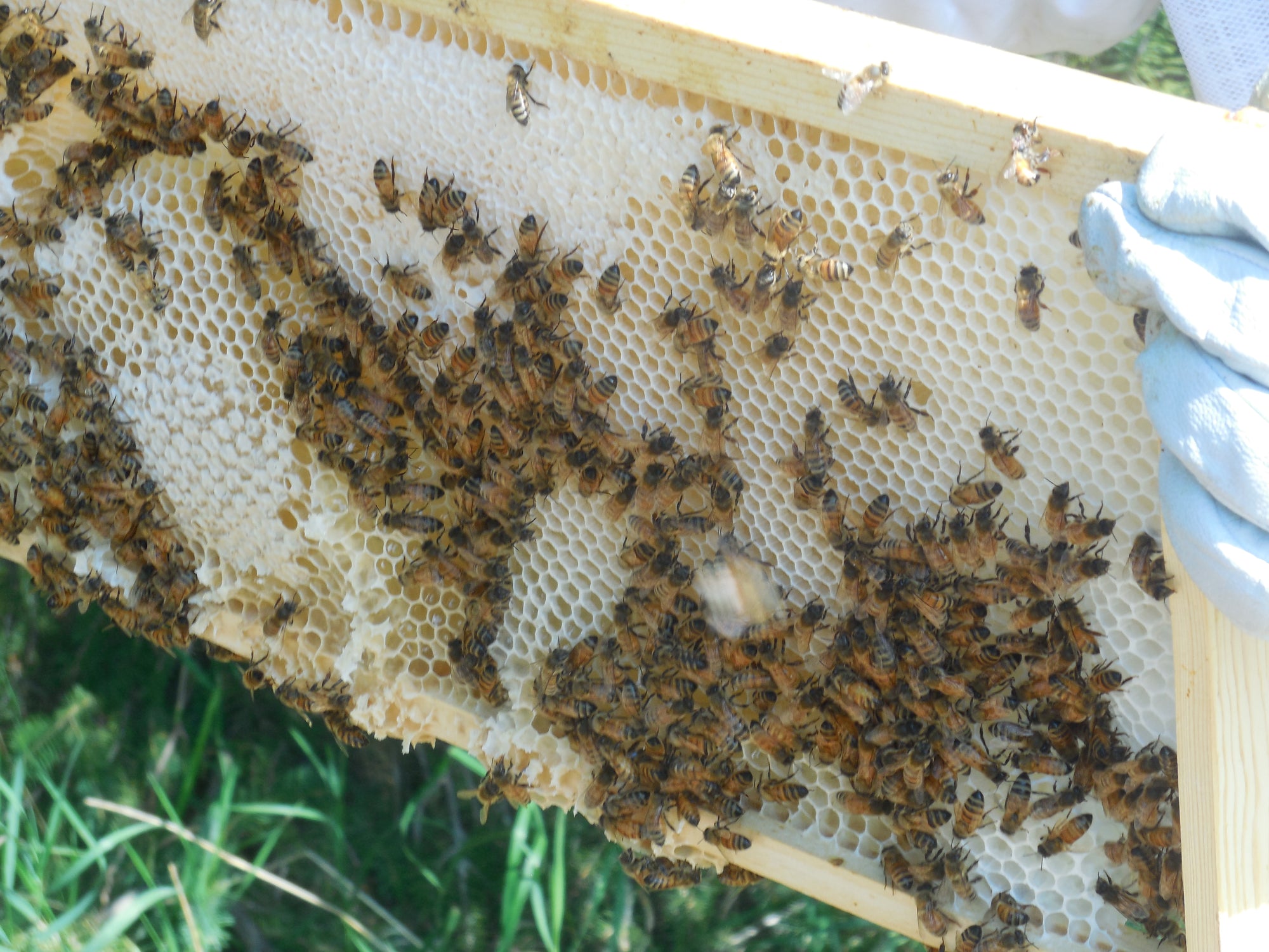 Know when to take honey from your hive