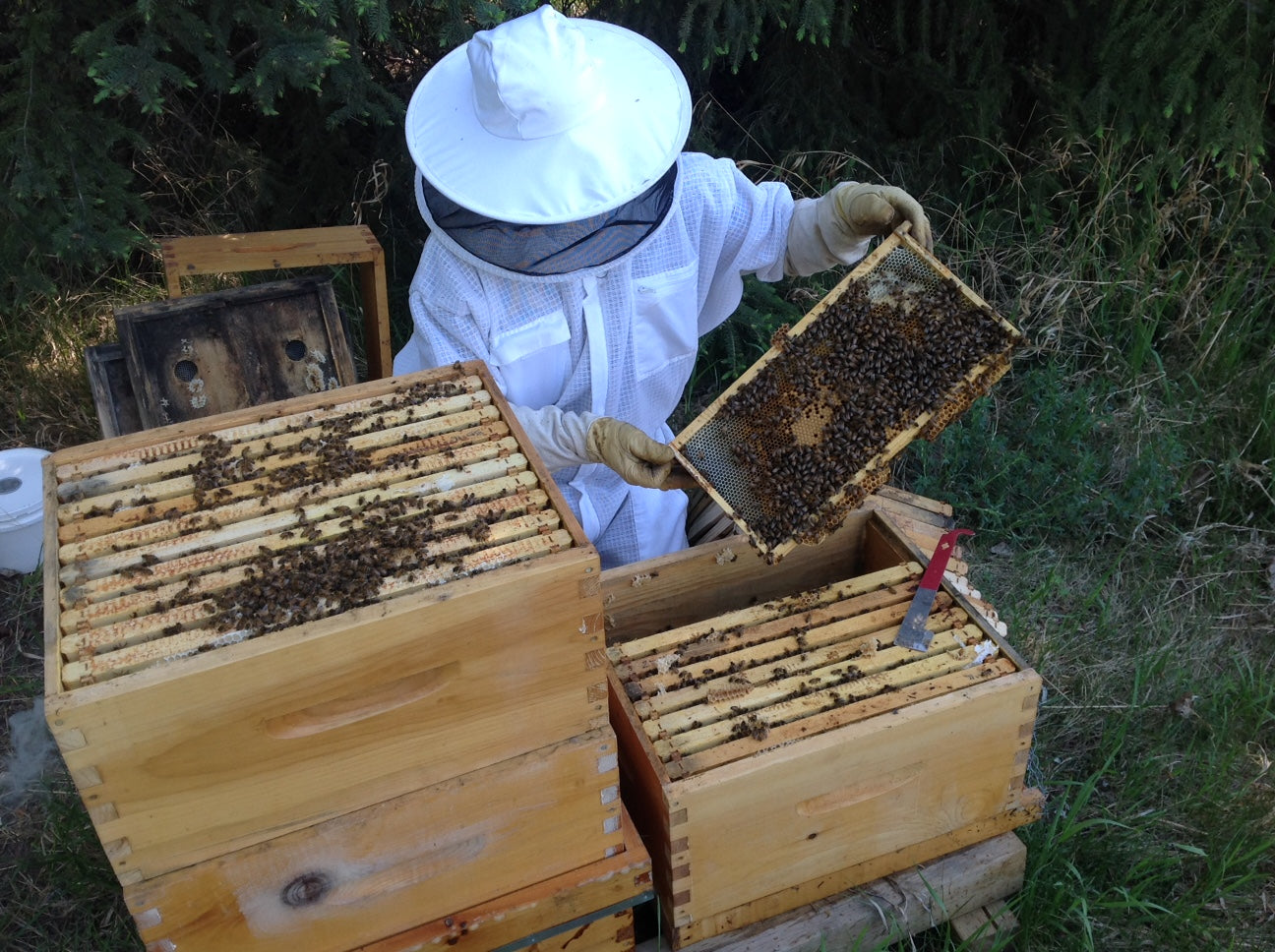 Splitting an overwintered hive: How to do it