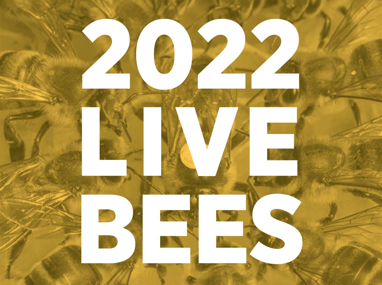2022 Honey Bees