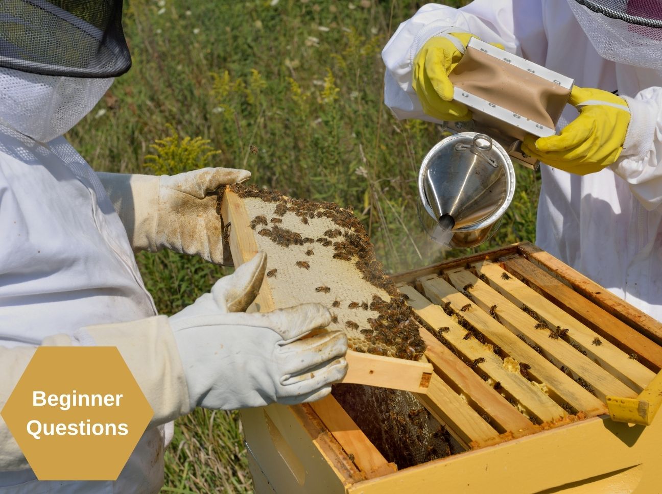 Top Questions Beginner Beekeepers Ask