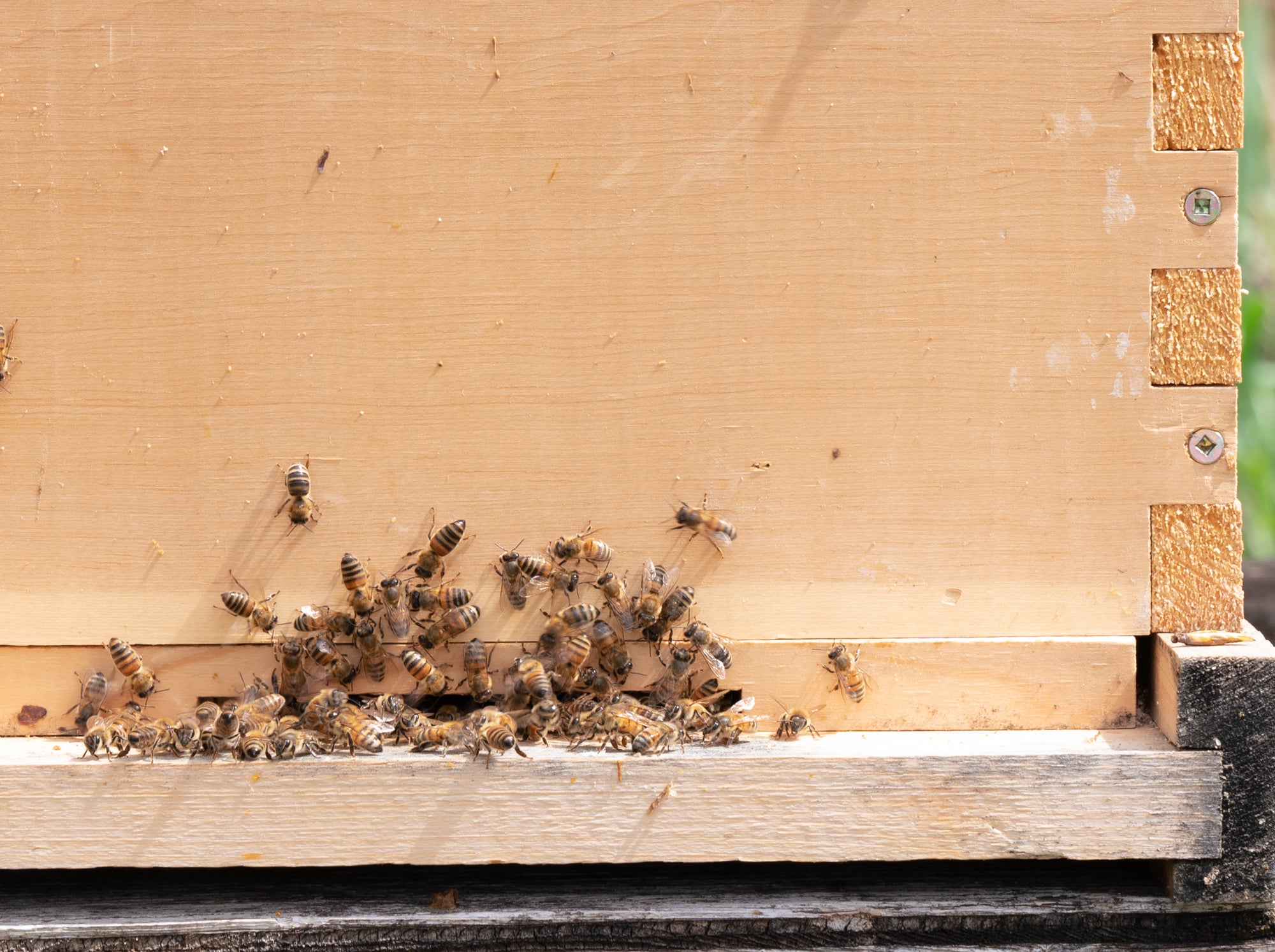 How Do I Prepare My Hive Before Fall?