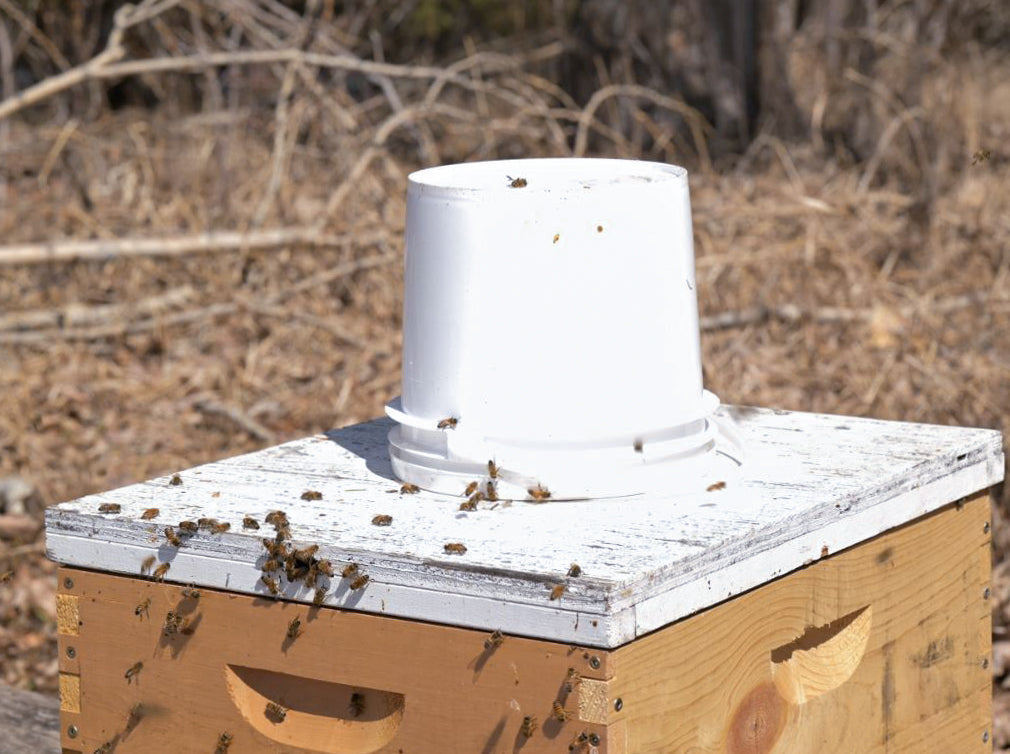 Why Feed Your Bees in The Fall?