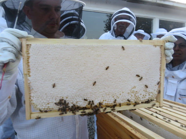 Harvesting Honey- It's the end of the main flow