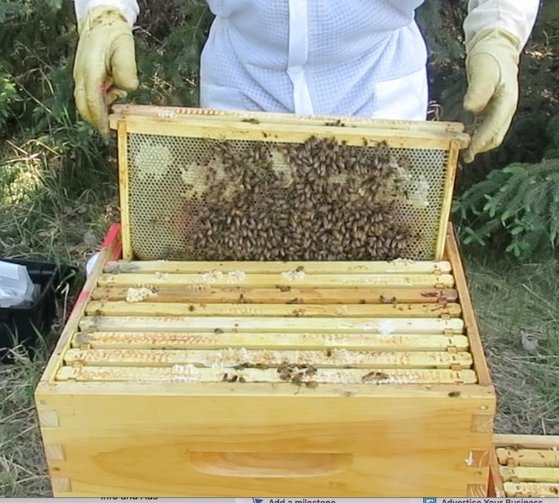 Register online for Alberta beginner beekeeper courses