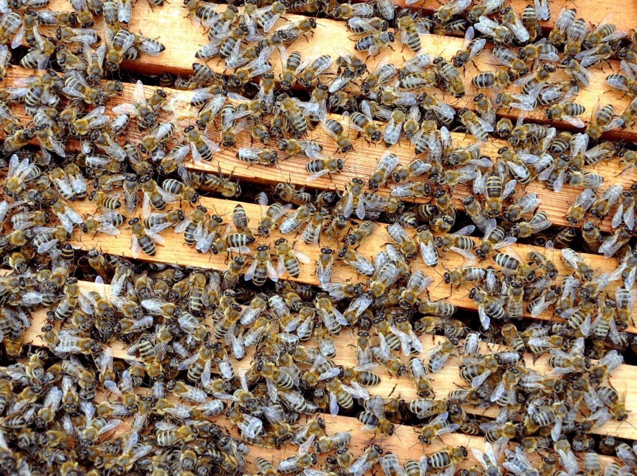 Where do Canadian beekeepers get spring bees?