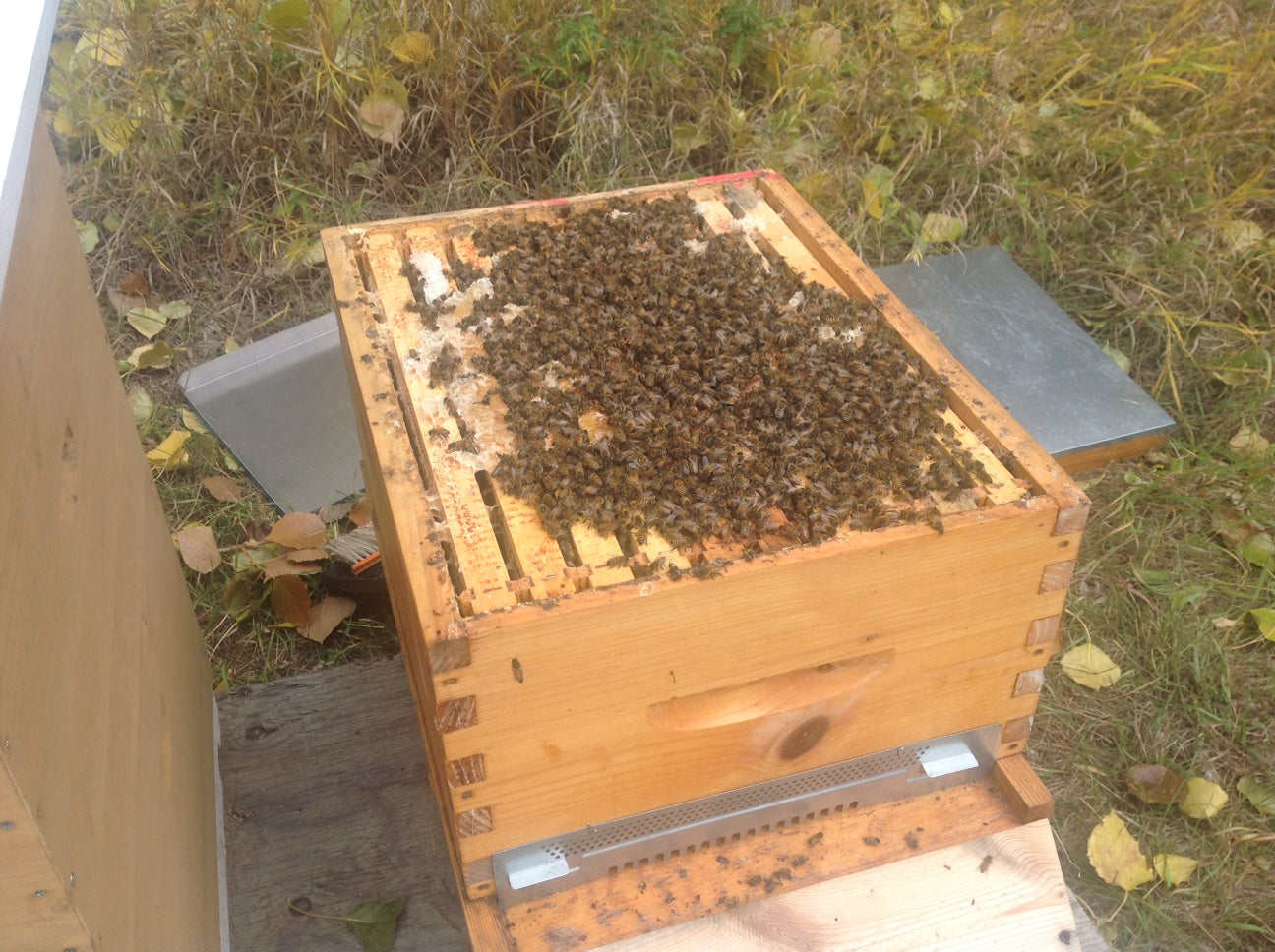 Ensure your hive is in the best shape for winter