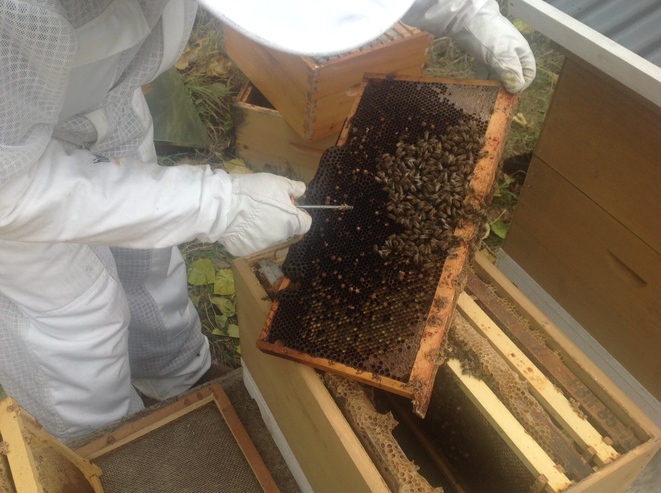 Dealing With a Hive That Appears Unlikely to Survive the Winter