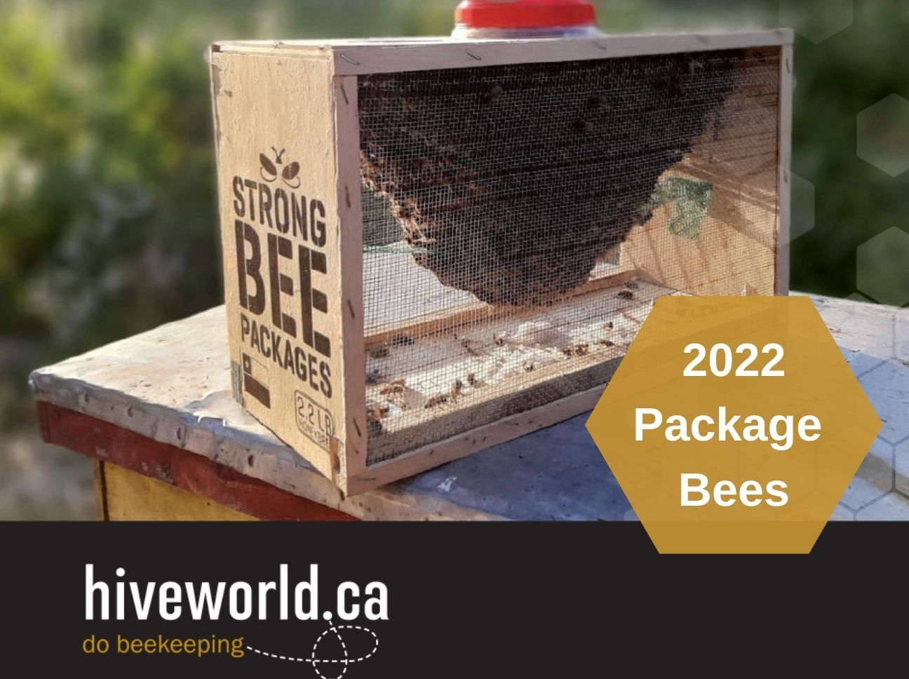 2022 Beekeeping Buzz