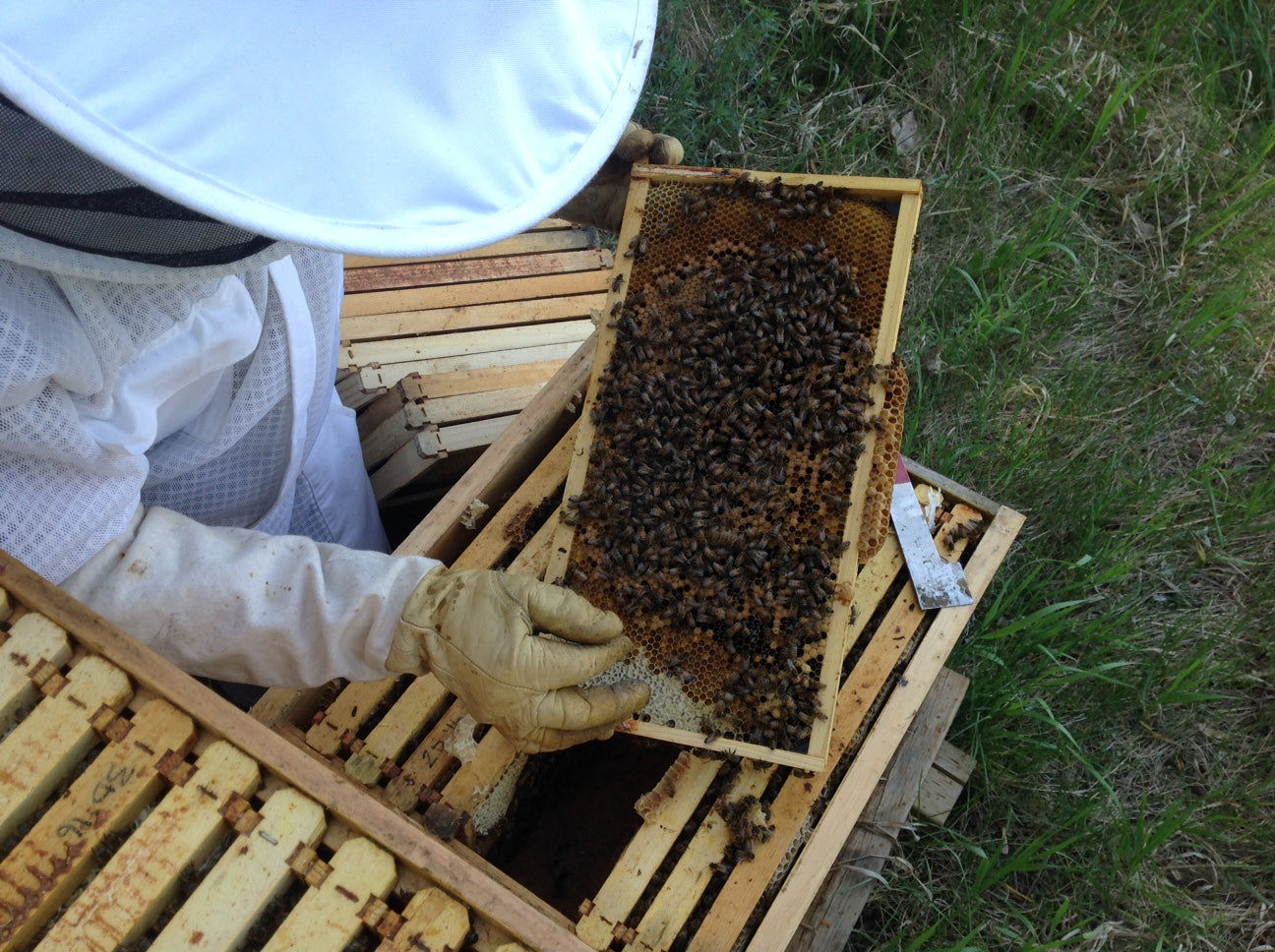 Splitting an overwintered hive: Why you need to do it