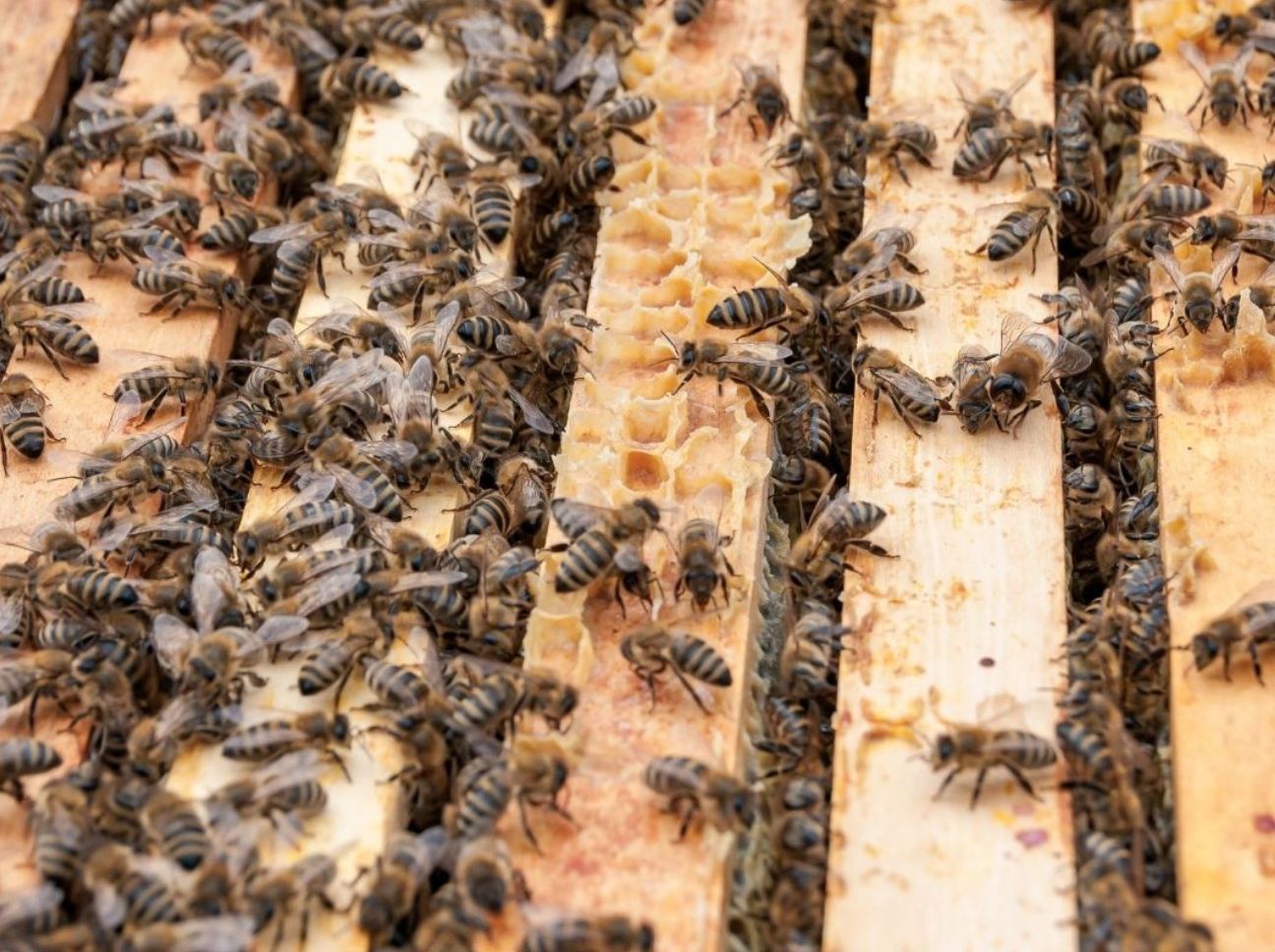 Inside Your Spring Hive